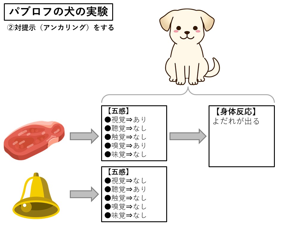 札幌　カウンセリング　こころの相談所　ブログ　パブロフの犬の実験－②対提示（アンカリング）をする